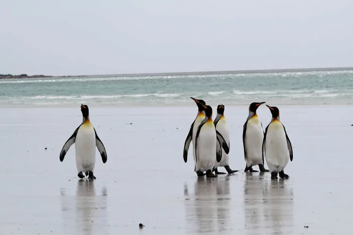 There's An Abandoned Minefield That Has Accidentally Created A Penguin Sanctuary. The Mines Keep Poachers Out, But The Penguins Are Too Small To Set Them Off
