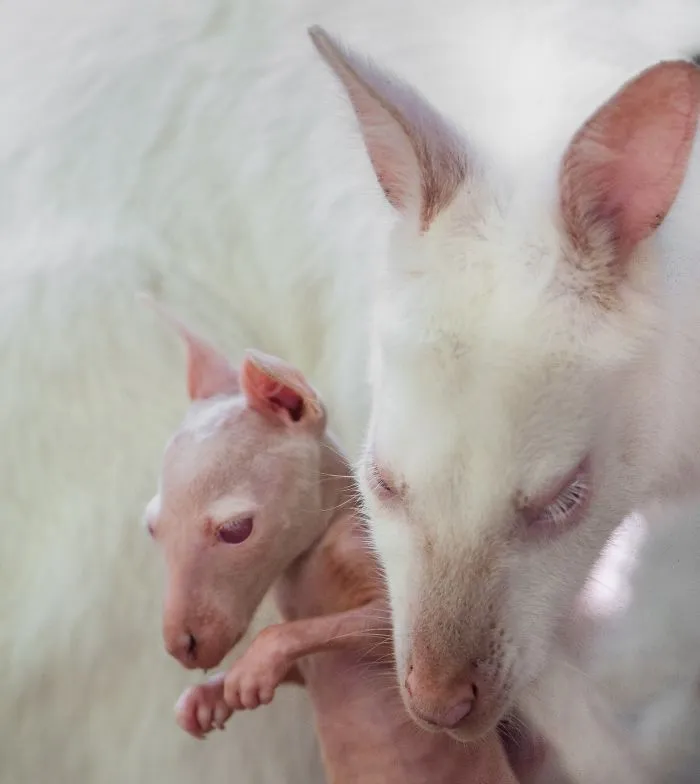 Sometimes Animals Can Be More Loving Than Humans, And I Photographed Them To Prove it (29 New Pics)