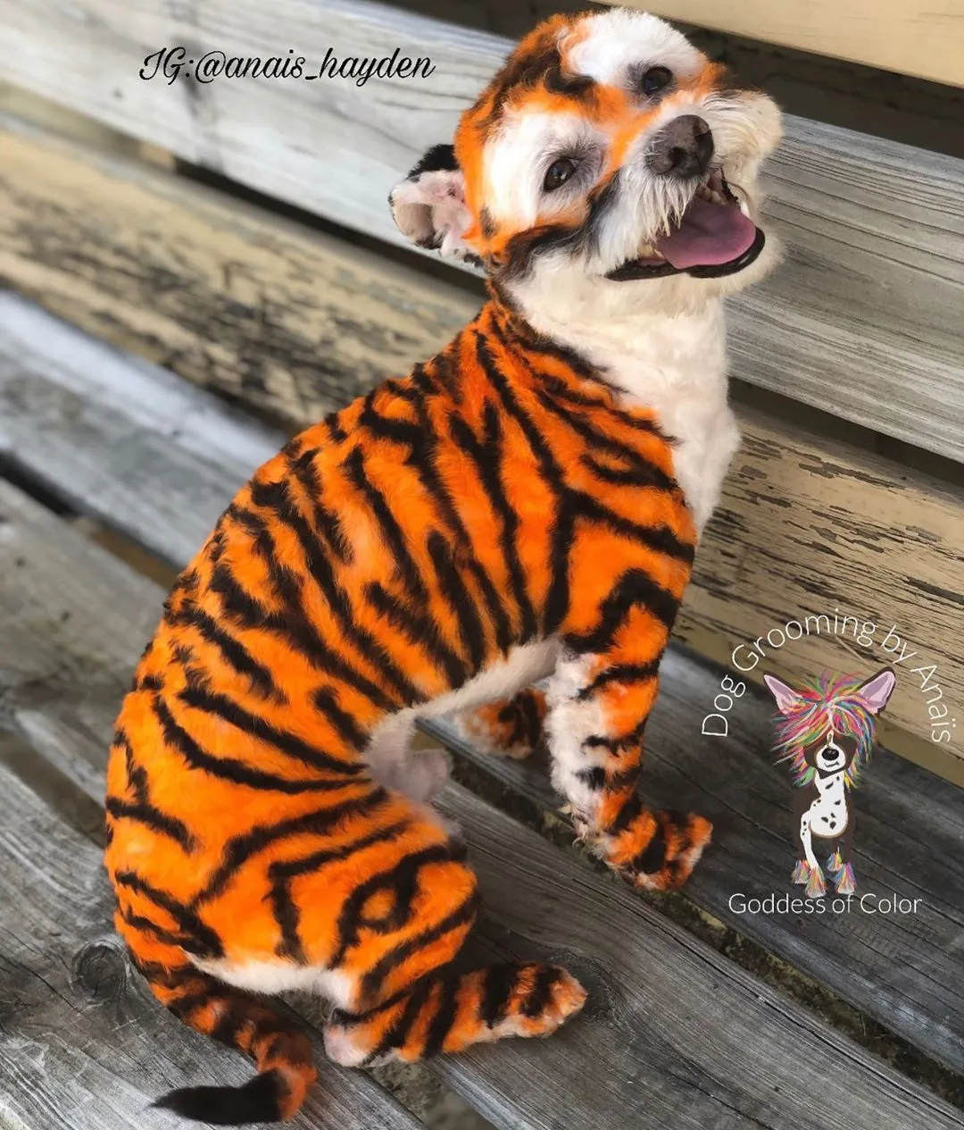 They Are Turning Dogs Into Lovely Mystical Creatures And The Result Is Amazing