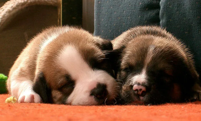 Your Dog Probably Dreams About You