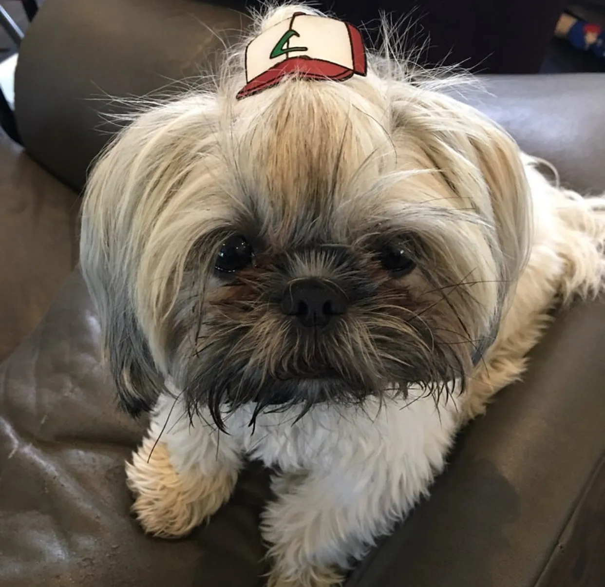 I Have Made 287 Leather Hats For My Dog! I Am Making 365 - I Have Not Missed A Day Since Her Birthday!!!