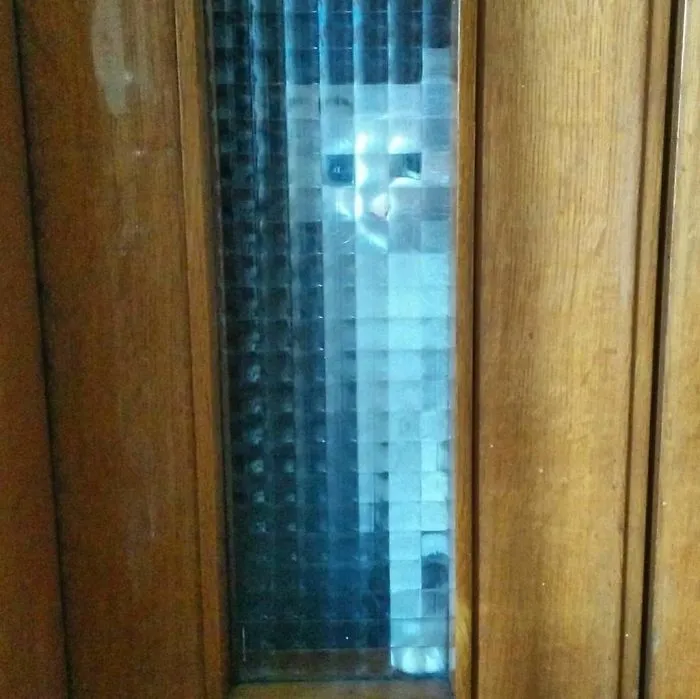 25 Times People Spotted Pixel Cats In Real Life And Just Had To Share