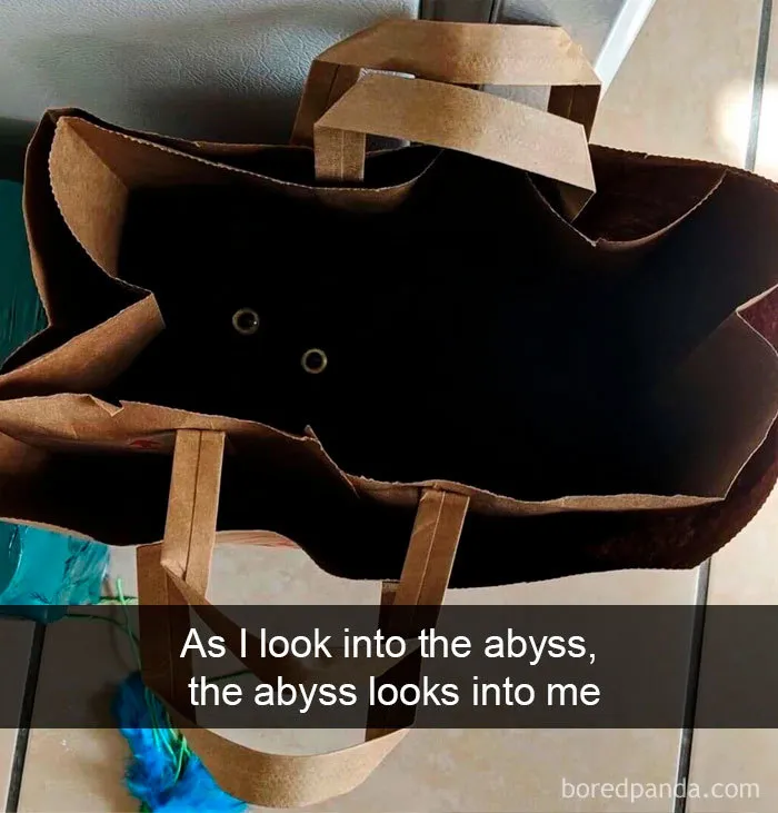 40 Hilarious Cat Snapchats That Will Leave You With The Biggest Smile (New Pics)