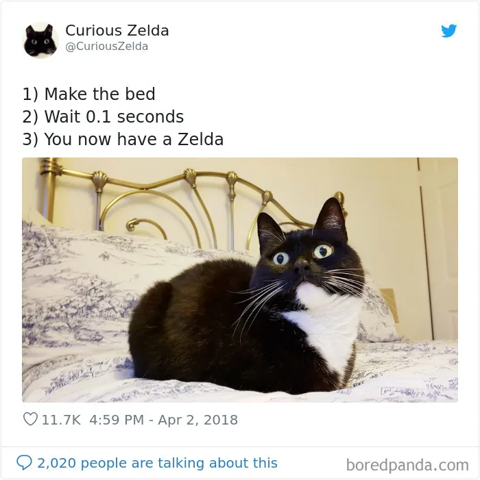 This Funny Cat Named Zelda Takes Over Twitter With Her Funny Posts (45 New Pics)