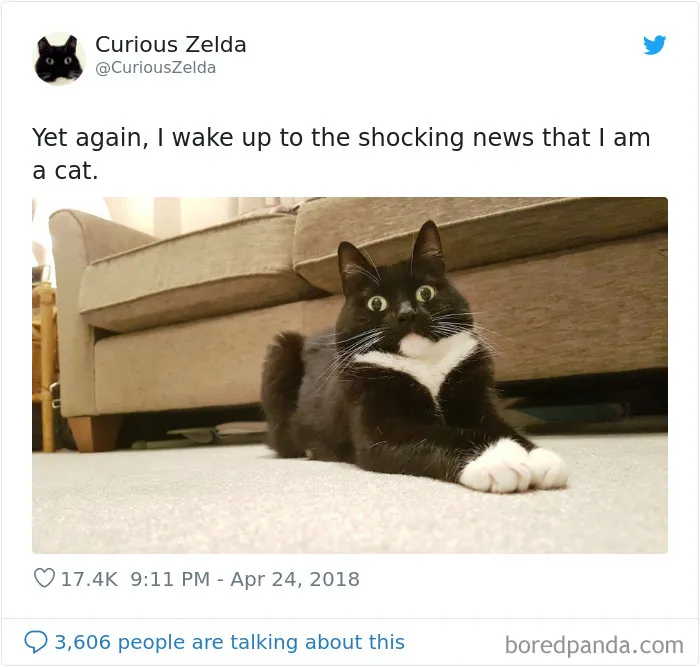 This Funny Cat Named Zelda Takes Over Twitter With Her Funny Posts (45 New Pics)