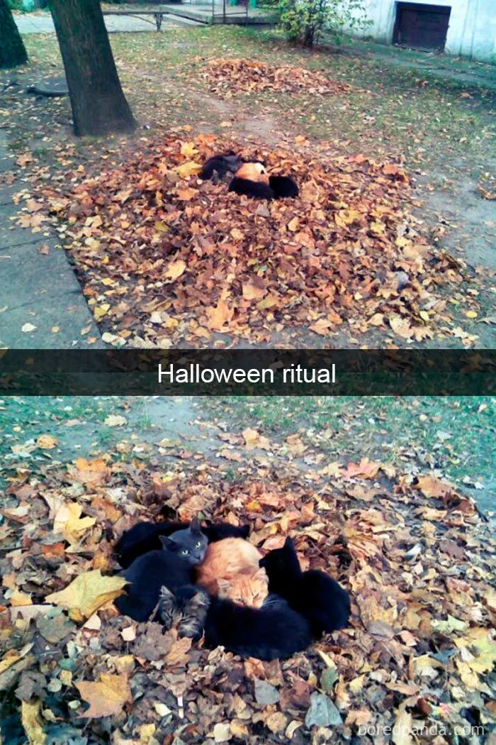 40 Hilarious Cat Snapchats That Will Leave You With The Biggest Smile (New Pics)