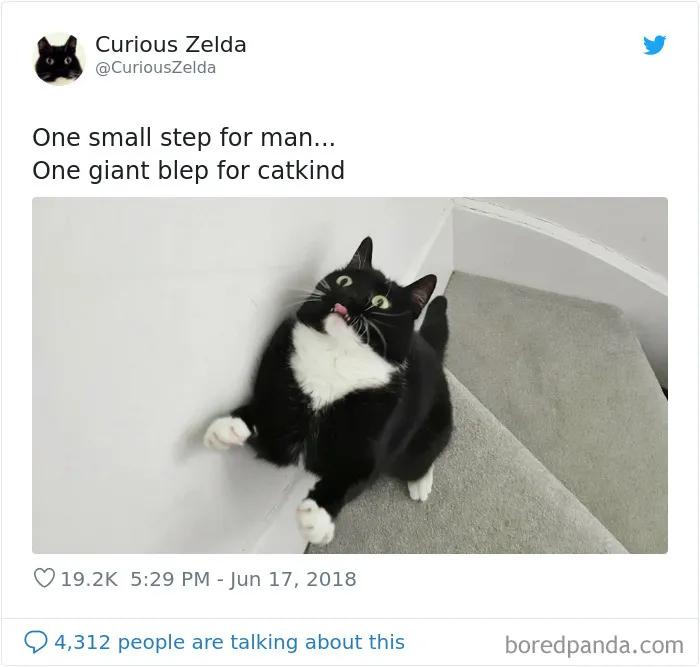 This Funny Cat Named Zelda Takes Over Twitter With Her Funny Posts (45 New Pics)
