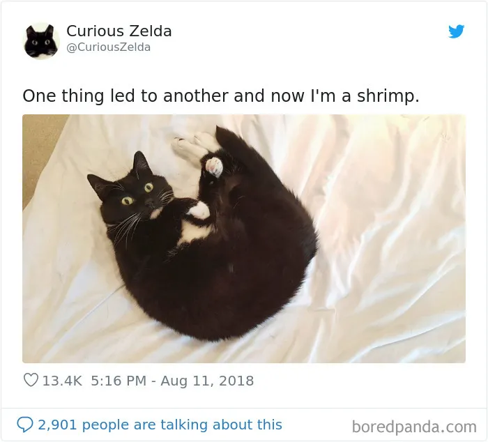 This Funny Cat Named Zelda Takes Over Twitter With Her Funny Posts (45 New Pics)