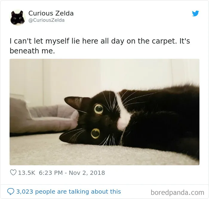 This Funny Cat Named Zelda Takes Over Twitter With Her Funny Posts (45 New Pics)