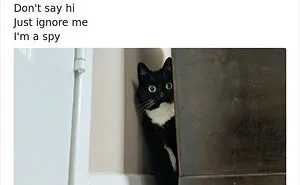 This Funny Cat Named Zelda Takes Over Twitter With Her Funny Posts (45 New Pics)