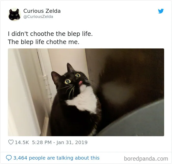 This Funny Cat Named Zelda Takes Over Twitter With Her Funny Posts (45 New Pics)