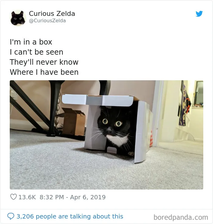 This Funny Cat Named Zelda Takes Over Twitter With Her Funny Posts (45 New Pics)