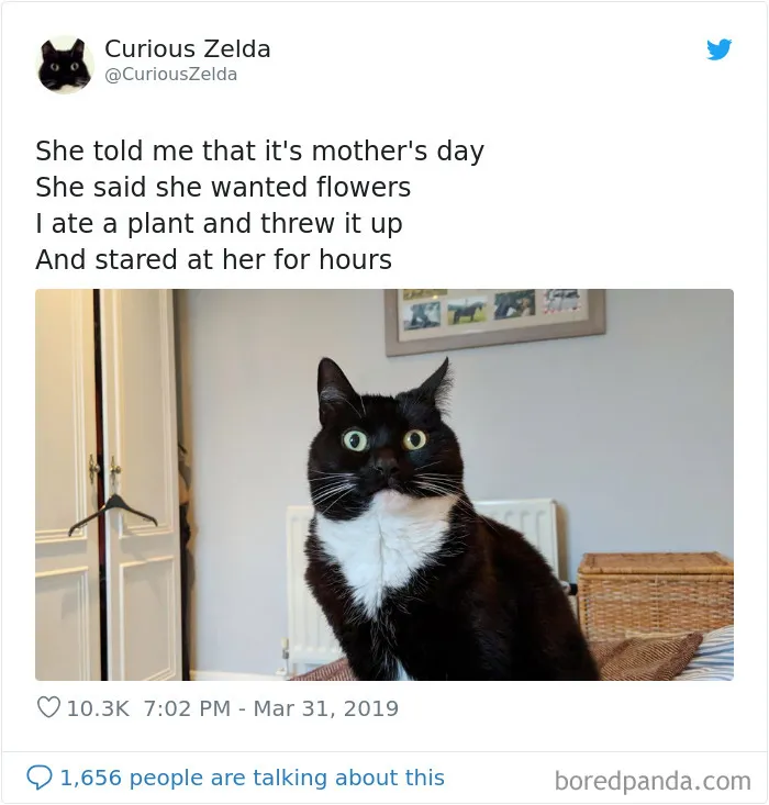 This Funny Cat Named Zelda Takes Over Twitter With Her Funny Posts (45 New Pics)
