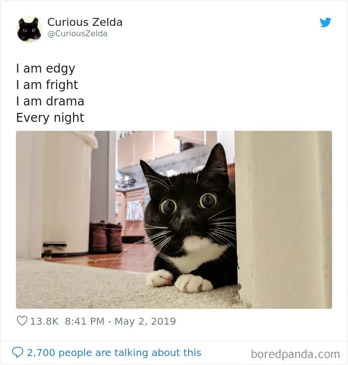 This Funny Cat Named Zelda Takes Over Twitter With Her Funny Posts (45 New Pics)