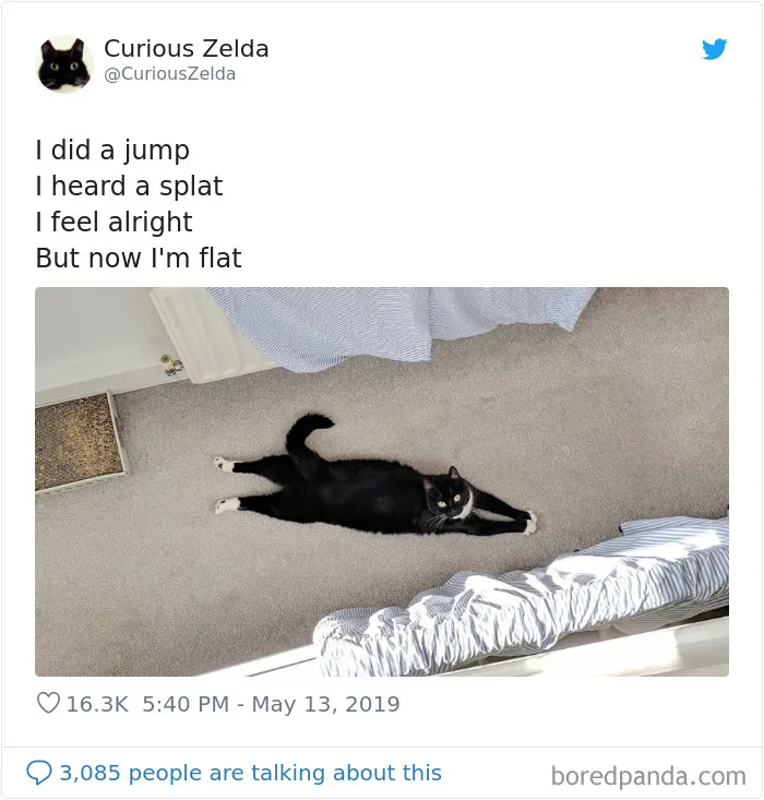 This Funny Cat Named Zelda Takes Over Twitter With Her Funny Posts (45 New Pics)