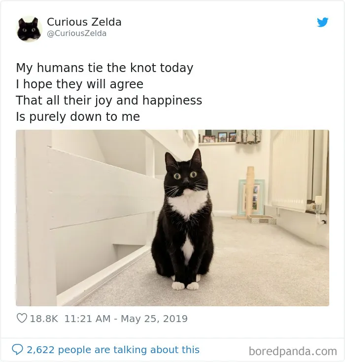 This Funny Cat Named Zelda Takes Over Twitter With Her Funny Posts (45 New Pics)