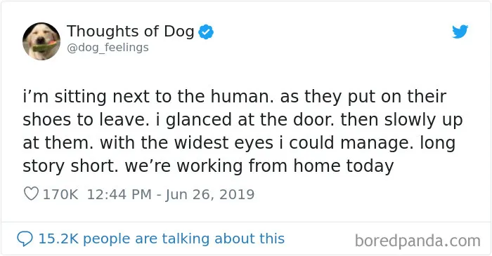 30 Of The Funniest Dog Thoughts That Dog Owners Understand Too Well (New Pics)