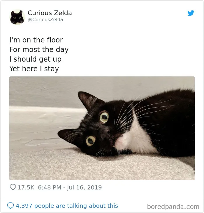 This Funny Cat Named Zelda Takes Over Twitter With Her Funny Posts (45 New Pics)