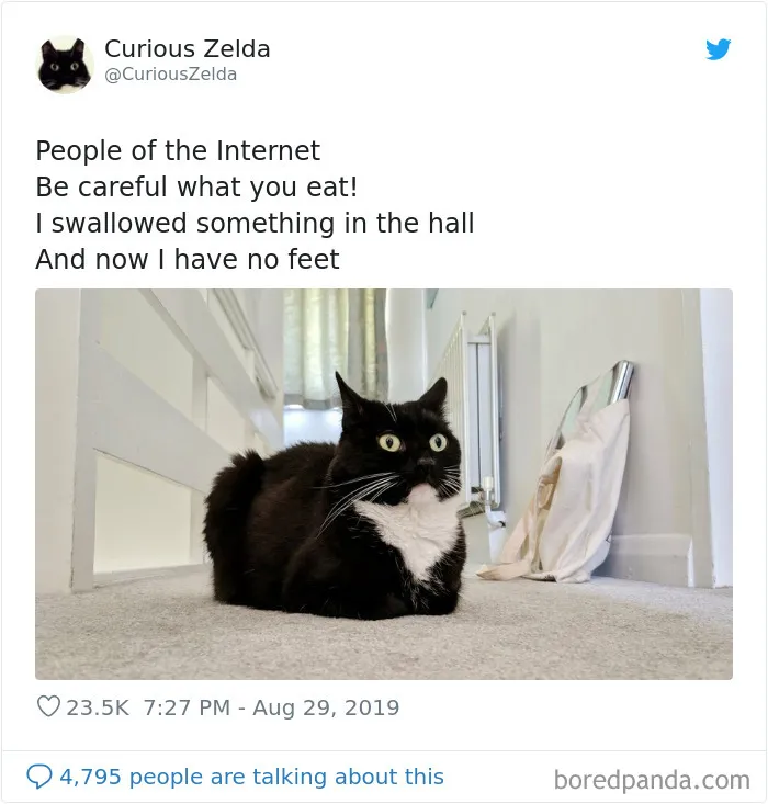 This Funny Cat Named Zelda Takes Over Twitter With Her Funny Posts (45 New Pics)