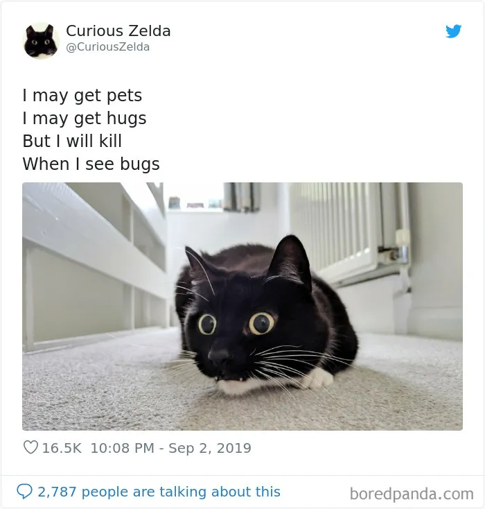This Funny Cat Named Zelda Takes Over Twitter With Her Funny Posts (45 New Pics)