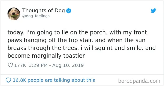 30 Of The Funniest Dog Thoughts That Dog Owners Understand Too Well (New Pics)