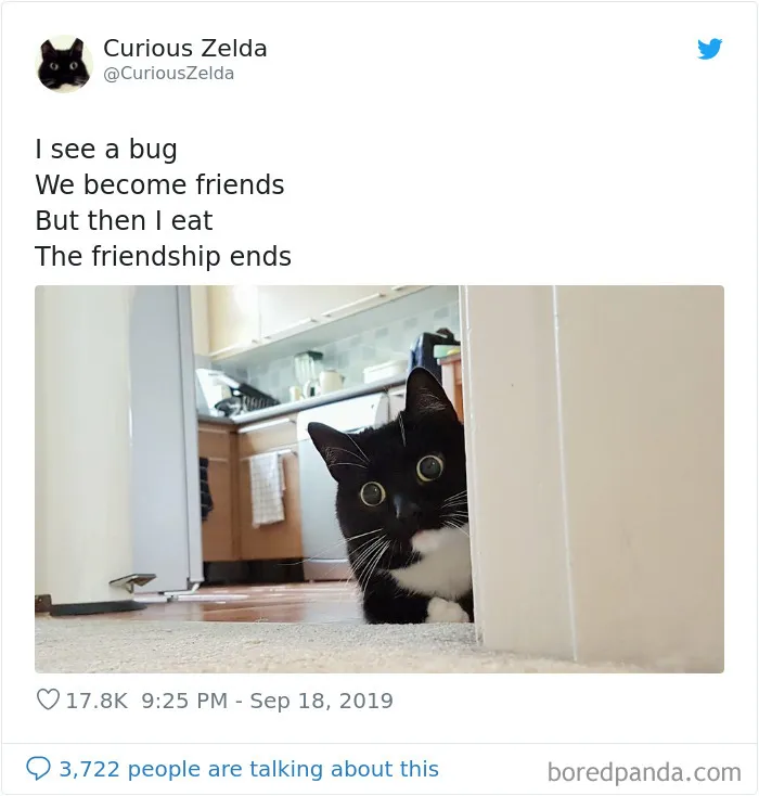This Funny Cat Named Zelda Takes Over Twitter With Her Funny Posts (45 New Pics)