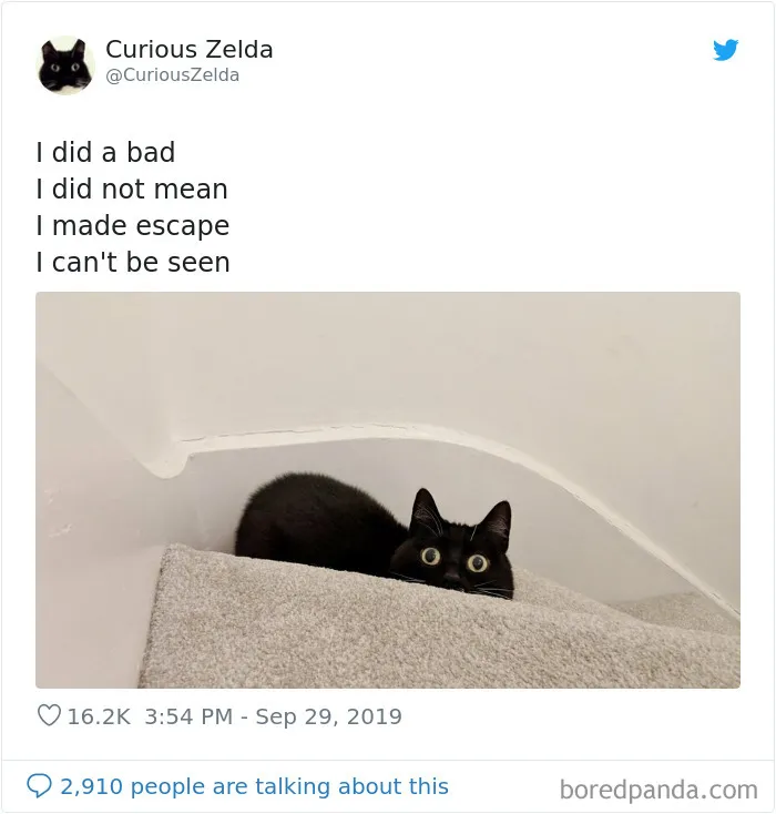 This Funny Cat Named Zelda Takes Over Twitter With Her Funny Posts (45 New Pics)