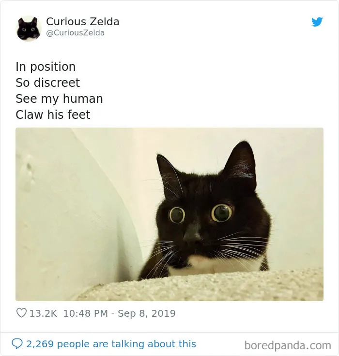 This Funny Cat Named Zelda Takes Over Twitter With Her Funny Posts (45 New Pics)