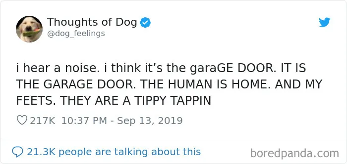 30 Of The Funniest Dog Thoughts That Dog Owners Understand Too Well (New Pics)