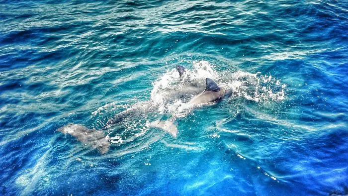 Dolphin Mothers Sing To Their Babies While They're In The Womb