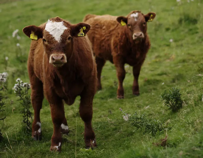 Cows Have "Best Friends" And Are Happier When They're With Them