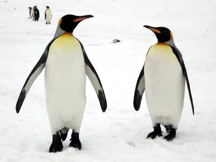 Penguins Not Only Mate For Life, They Will Also Spend Time To Find A Beautiful Pebble For Their Mate And Then "Propose" With It