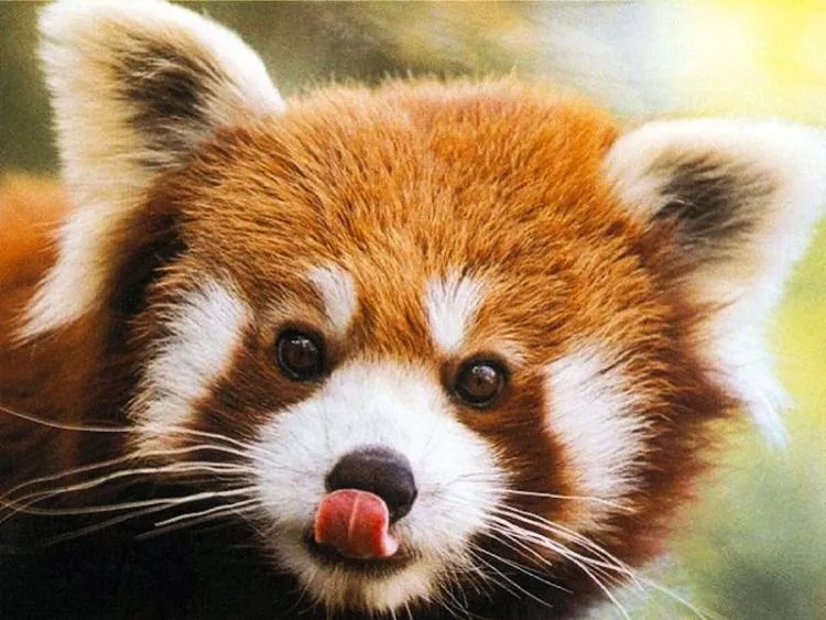 The “Cutest” Animals In The World