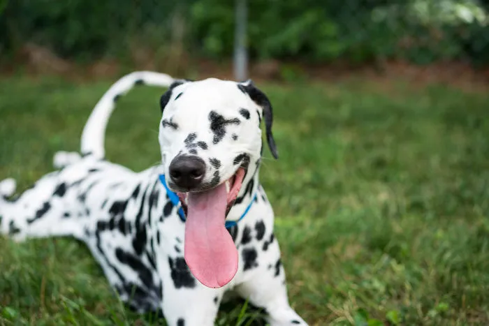 Your Dog Actually Loves You, Not Just Because You Give Them Food And Walks