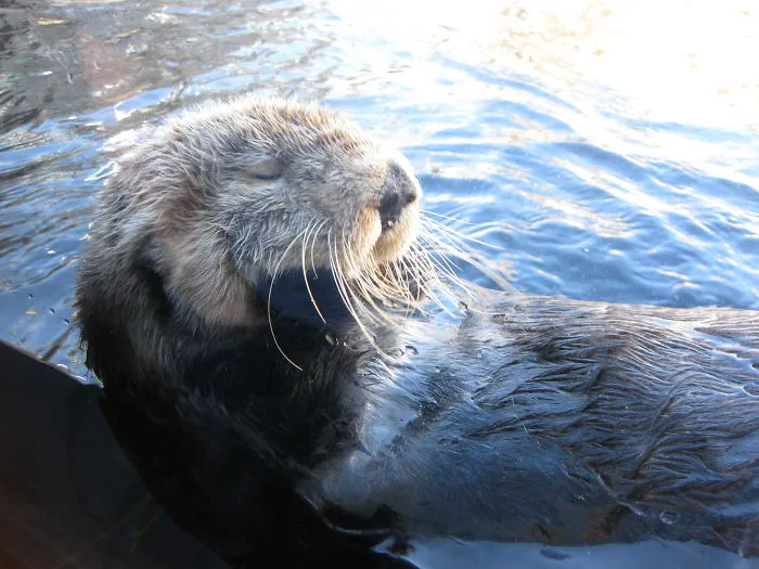 An Otter Will Find A Pebble As A Juvenile And Keep It For Their Whole Life