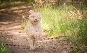 Binky Running