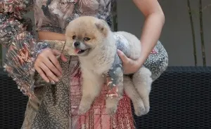 Designing & Sewing Couture Clothes For My Pets And Myself