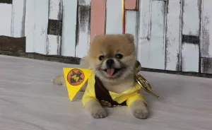 Doggo And Human Wear Pixar Themed Halloween Costumes
