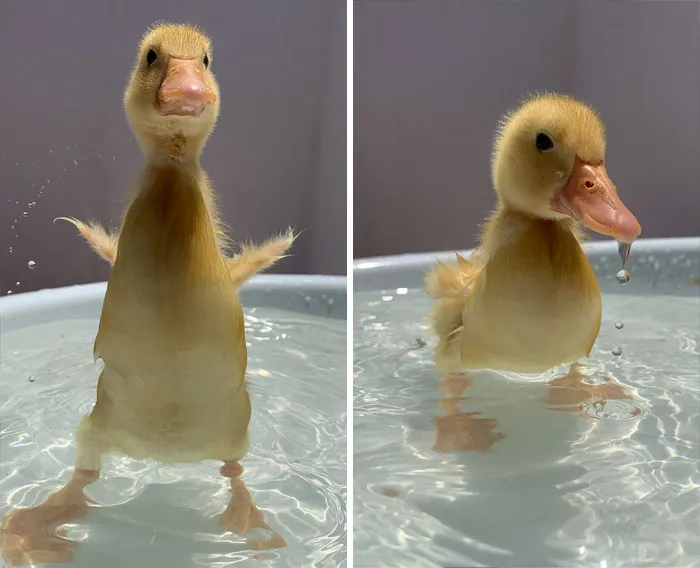 Cute ducks splashing in water, bringing joy with their adorable expressions and playful behavior.
