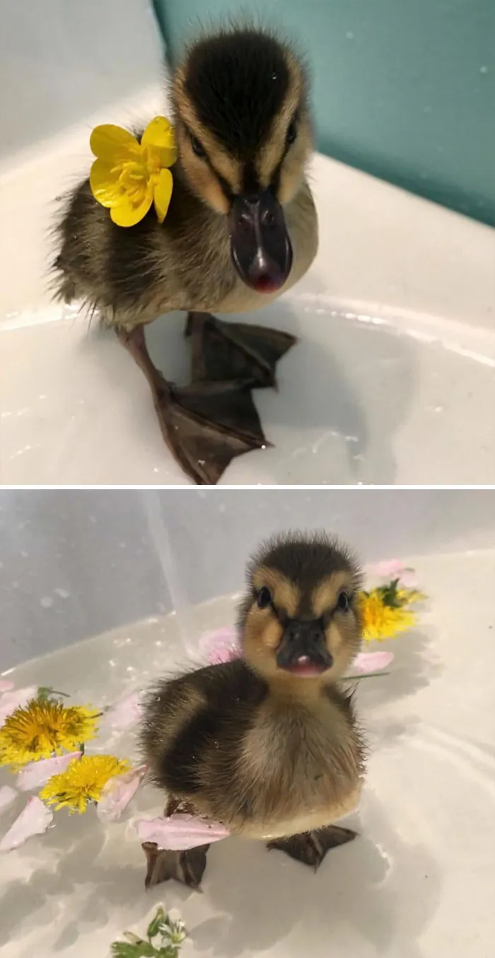 These 35 Pics Of Cute Ducks Might Make Your Day Better