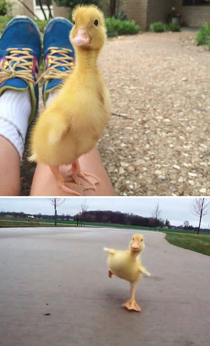 These 35 Pics Of Cute Ducks Might Make Your Day Better