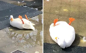 These 35 Pics Of Cute Ducks Might Make Your Day Better