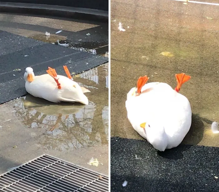 Wholesome-Cute-Duck-Pics