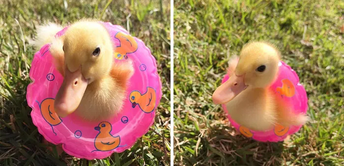 These 35 Pics Of Cute Ducks Might Make Your Day Better