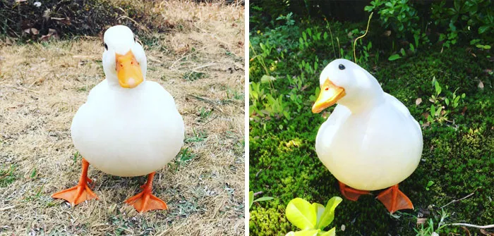 These 35 Pics Of Cute Ducks Might Make Your Day Better
