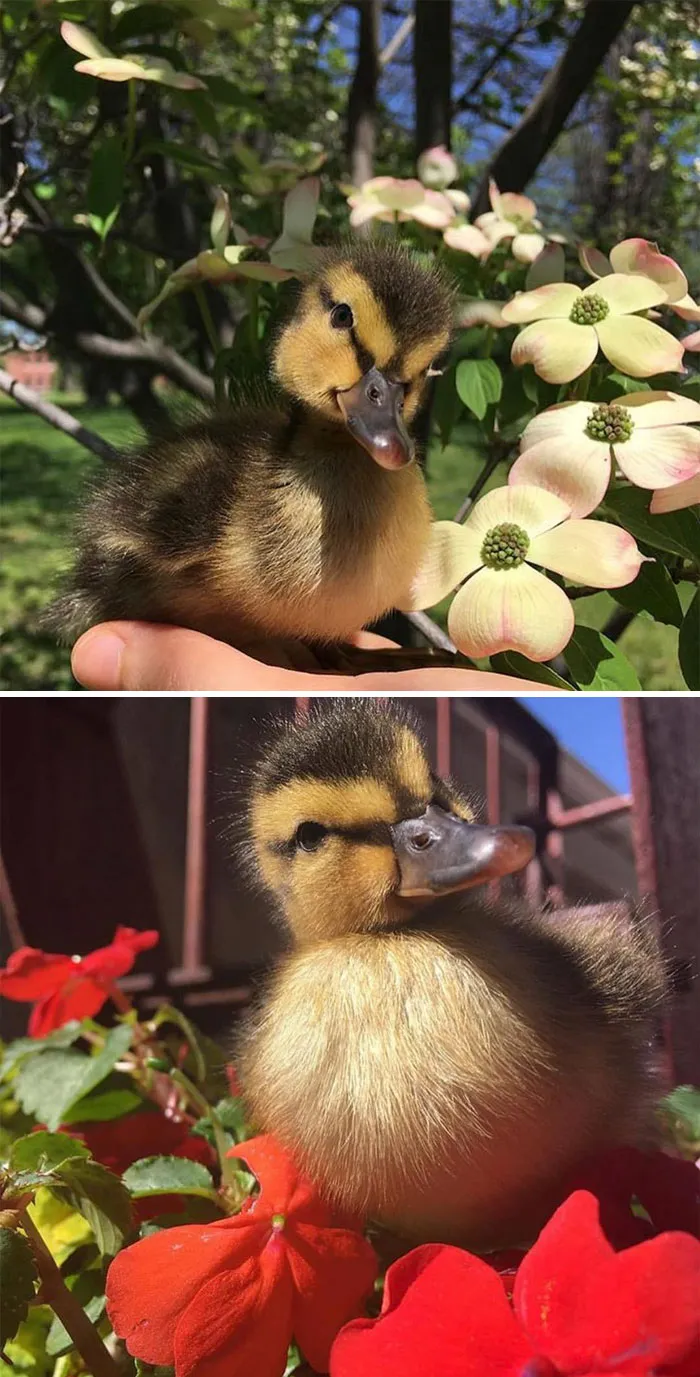 Cute ducklings posing with flowers, one nestles among white blossoms, another among vibrant red blooms.