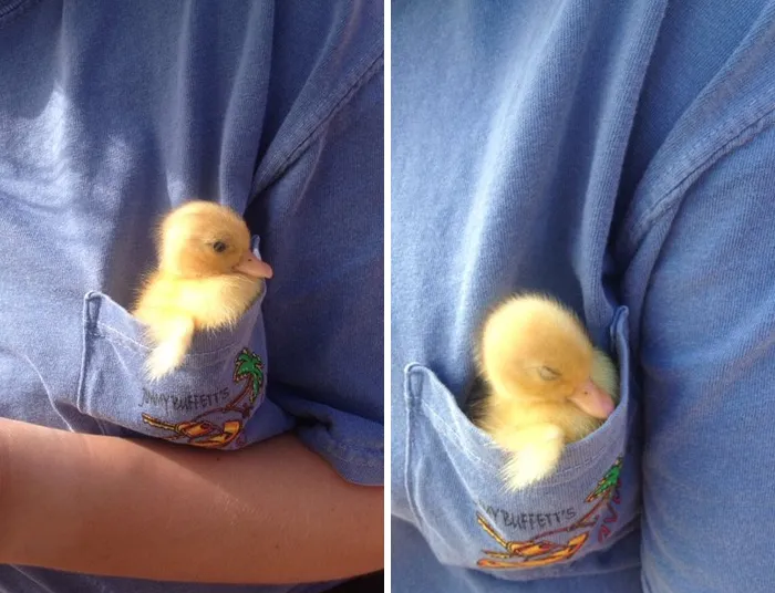 These 35 Pics Of Cute Ducks Might Make Your Day Better