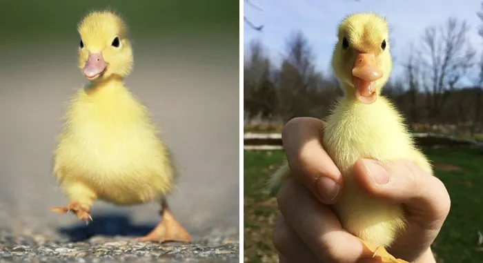 Cute ducks waddling and being held outdoors, radiating charm and joy.