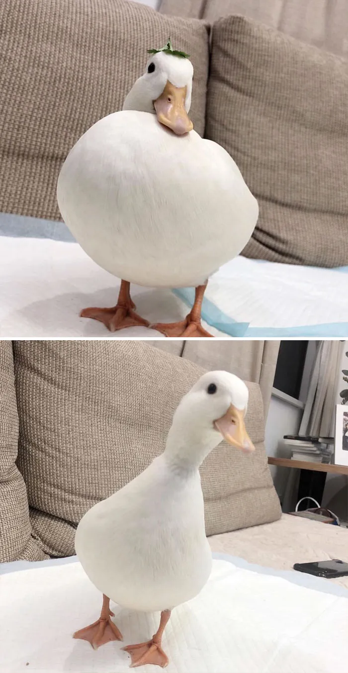 Cute ducks standing on a couch, looking curious and cheerful.