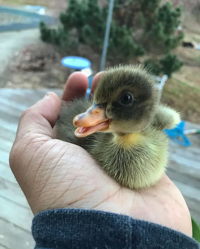 Cute duckling sitting in a person's hand, showcasing its soft feathers and open beak.